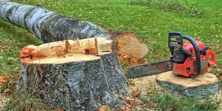 Best Tree and Shrub Care  in Maumee, OH