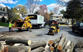 Tree Care