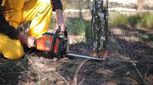 Best Lawn Disease Treatment  in Maumee, OH
