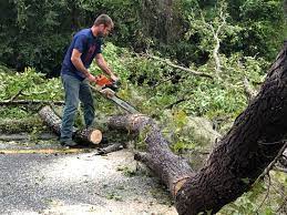 Professional Tree Care in Maumee, OH