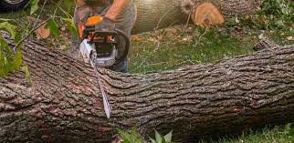 Best Firewood Processing and Delivery  in Maumee, OH