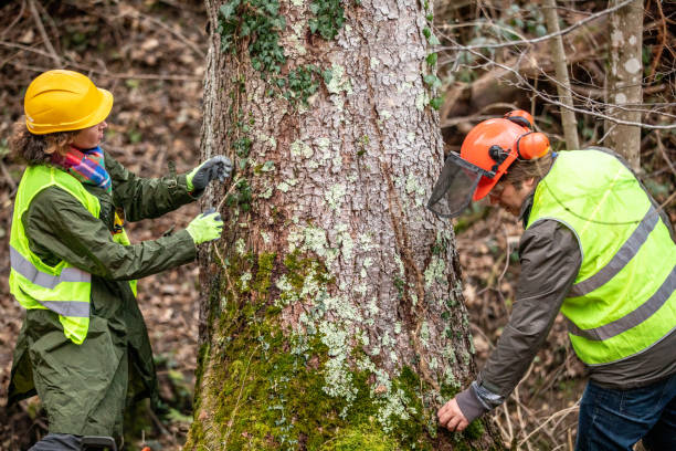 Best Commercial Tree Services  in Maumee, OH