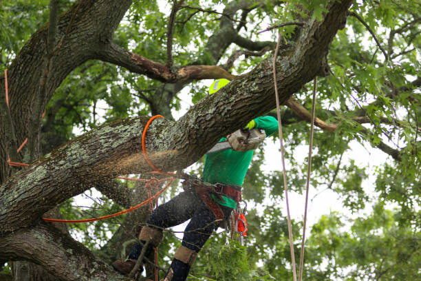 Best Lawn Pest Prevention  in Maumee, OH