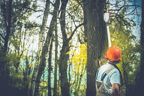 Professional Tree Care in Maumee, OH