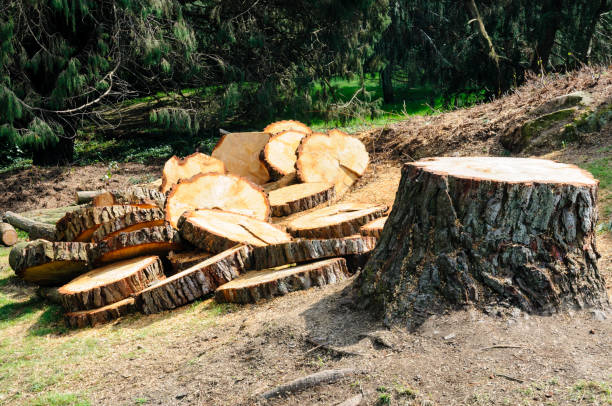 Best Seasonal Cleanup (Spring/Fall)  in Maumee, OH